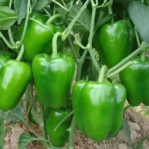 Extra Large Bell Pepper Sweet Pepper Item | Buy Extra Large Bell Pepper Sweet Pepper | SPOP Enterprise Global